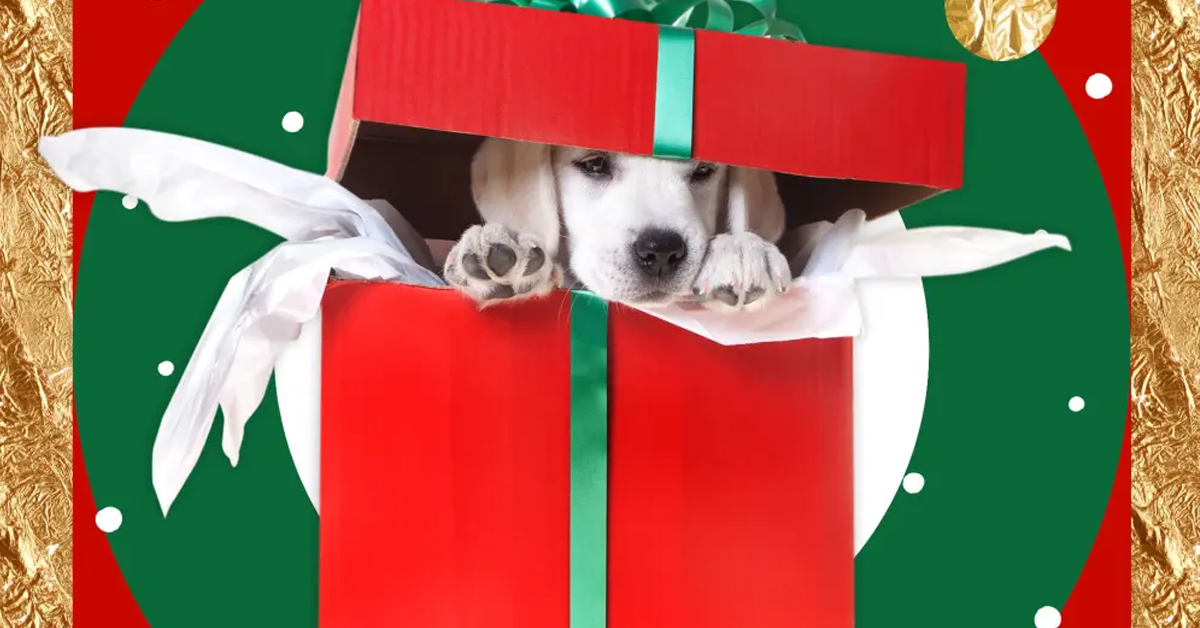 Dog Lover Gift Baskets: Perfect for Any Occasion