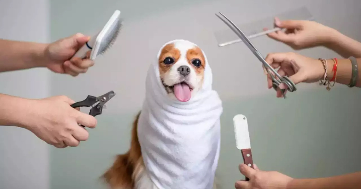 Five Main Dog Grooming Products You Should Get